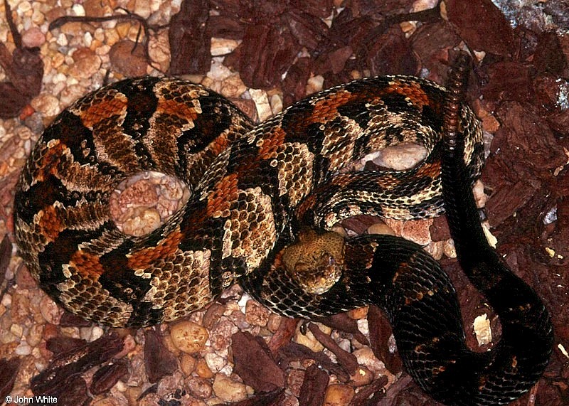 Canebrake Rattlesnake  (Crotalus horridus atricaudatus)002.jpg [192 Kb]